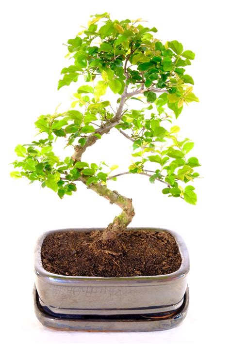 Incredibly Shaped Fruiting Sweet Plum Indoor Bonsai Tree UK