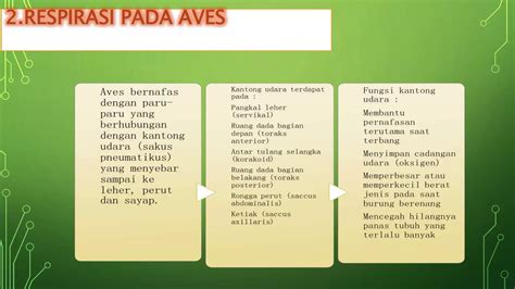 Kel 6 Sistem Respirasi Vertebrata Ppt