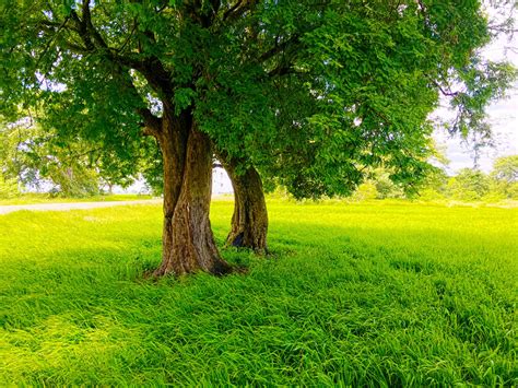 Fondos de pantalla luz de sol Árboles jardín naturaleza césped