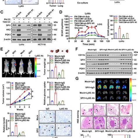 Neutrophils Facilitate SPI1mediated Aerobic Glycolysis Tumourigenesis