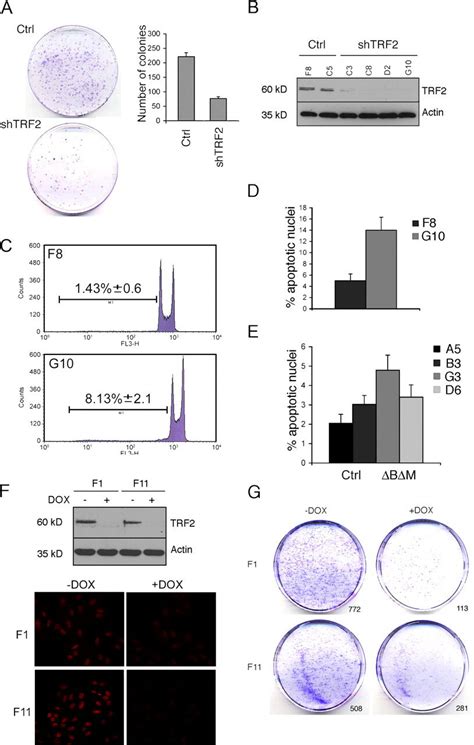 Effects Of Pml And Trf Stable Down Regulation A Trf Knockdown