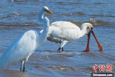 廣東東莞濱海灣發現世界瀕危鳥類黑臉琵鷺 每日頭條