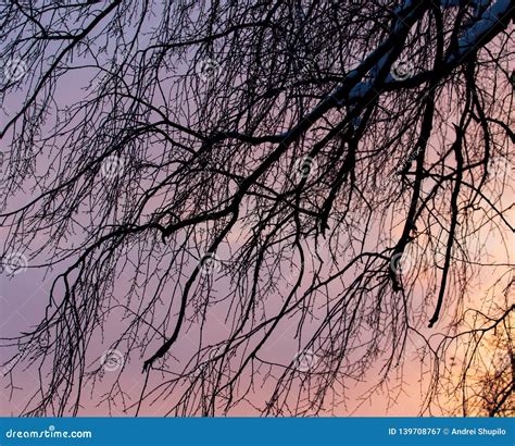 Naked Branches On A Tree Against A Sunset Sun Stock Image Image Of