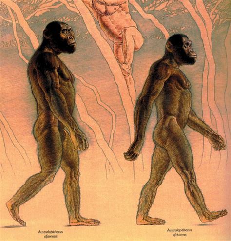 Australopithecus Afarensis Left And Australopithecus Africanus Right