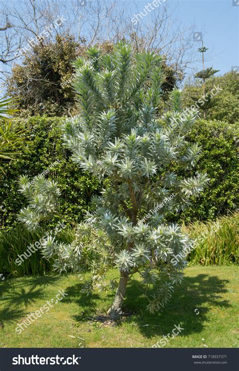 Leucadendron Argenteum Silver Tree On Island Stock Photo 718937371