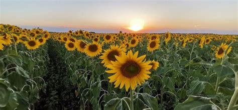 Як на Кіровоградщині соняхи проводжають сонце (ФОТО) – Златопіль