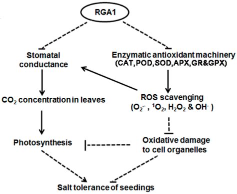 Ijms Free Full Text Proteomic Analysis Of A Rice Mutant Sd58