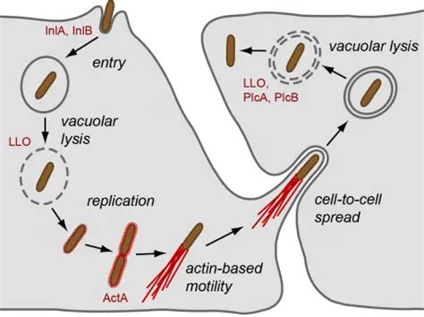 Listeria Monocytogenes Virulence Factors Microbe Online