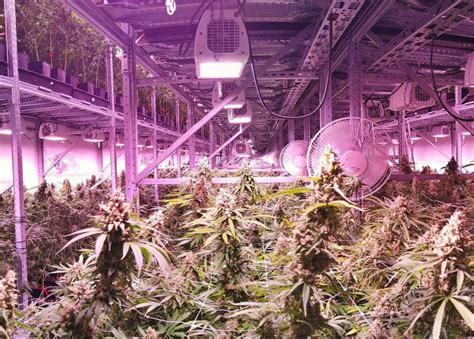 Your Guide to a Commercial Cannabis Grow Room Design | Lift and Grow