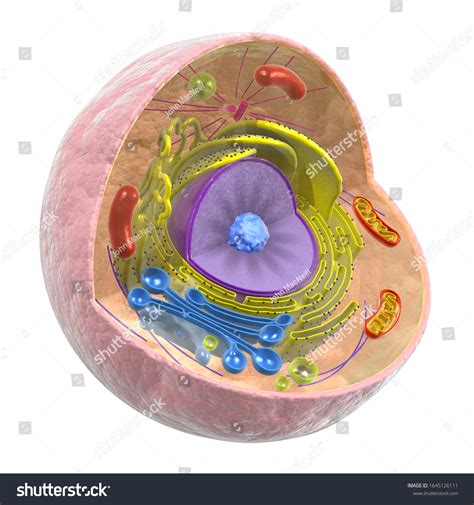 3d Rendering Animal Cell Biology Cutaway Stock Illustration 1645126111