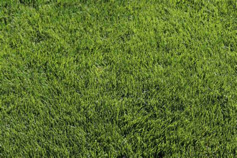 Top 10 Drought Tolerant Grasses For Your Yard