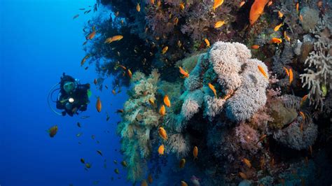 The Ultimate Guide To Dramatic Wide Angle Underwater Photography Expert Photography Blogs Tip