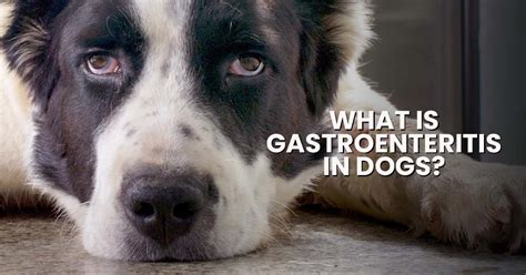 how to treat gastroenteritis in dogs