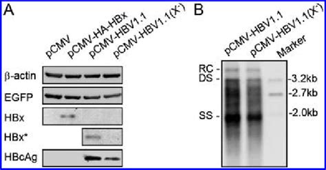 Validation Of Transfection Of Huh 7 Cells A Western Blot Analysis Of