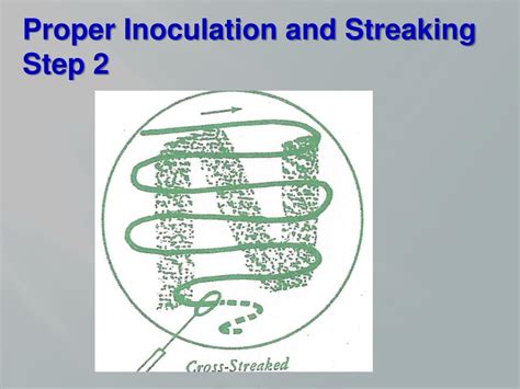 PPT Sex And The Superbug Next Steps In Dealing With Multi Drug Resistant Gonorrhea In