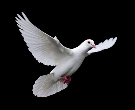 White Dove On Black Free Stock Photo By Abdul Nafay On