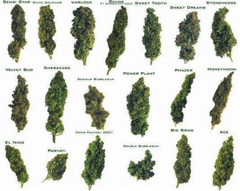 All Weed Types Chart