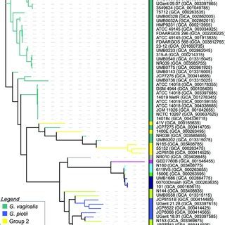 Phylogenetic Tree Of The Sialidase A Coding Sequences From The