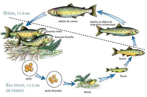 Magnifique Le Cycle De Vie Du Poisson Cycle Cycle De Vie Travaux