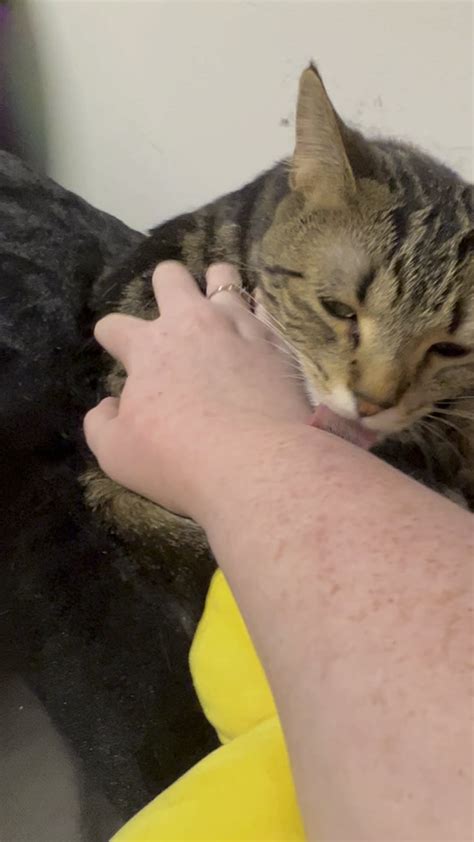 Why does my cat insist on licking me whenever I pet her? : r/cats