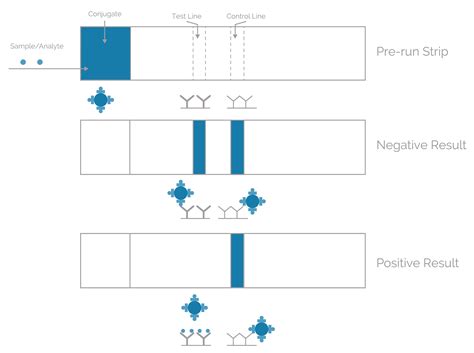 Lateral Flow Assays How Does Lateral Flow Work Dcn Dx