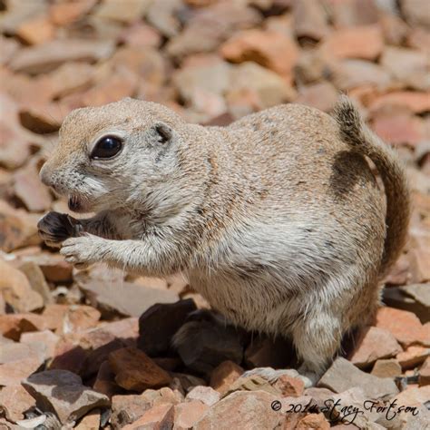Round Tailed Ground Squirrel Ground Squirrel Squirrel Hamster