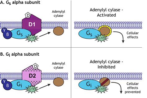 Neurotransmitters Catecholamines Dopamine Norepinephrine