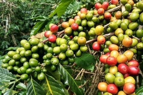 Daerah Penghasil Kopi Terbesar Di Kabupaten Tanggamus Lampung Nomor