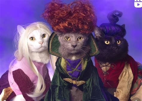 Sanderson Sisters Wigs for Pets / Listing for 3 Wigs - Etsy