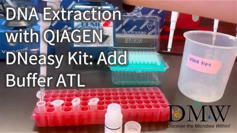 DNA Extraction With QIAGEN DNeasy Kit Add Buffer ATL YouTube