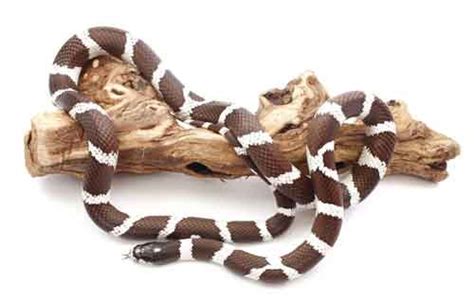 California Kingsnake Care Sheet Reptiles Magazine