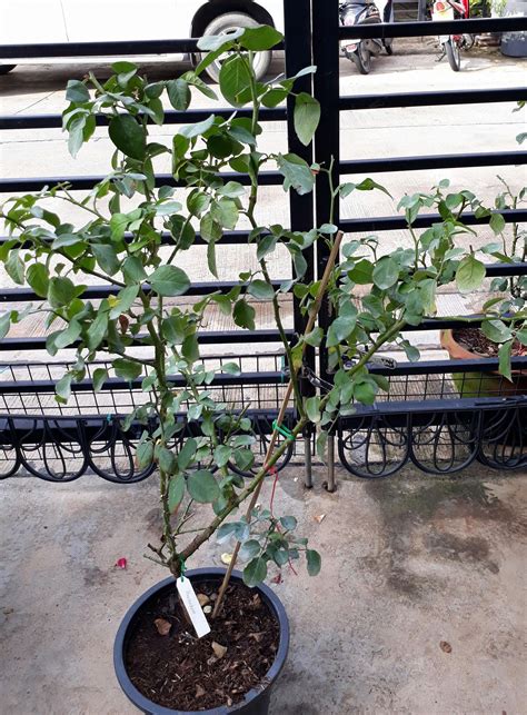Alexandrine Rose พุ่ม ดอกทรงถ้วย บ้านสวนกุหลาบ By นุช