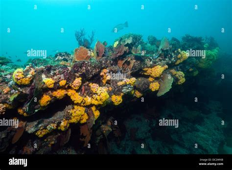 Arrecifes De Coral Coloreados El Parque Nacional Marino Cabo Pulmo Baja California Sur México