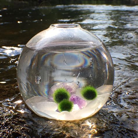 Amethyst Genuine Sea Glass Marimo Moss Ball Aquarium Etsy