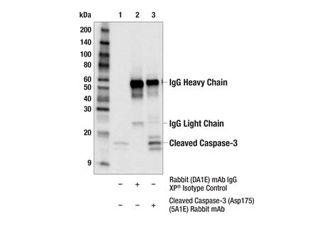 Phosphoplus® Caspase 3 Cleaved Asp175 Antibody Duet Cell Signaling