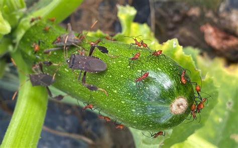 Leaf Footed Bugs Are Running Amuck On Vegetables Virginia Ag Pest And Crop Advisory