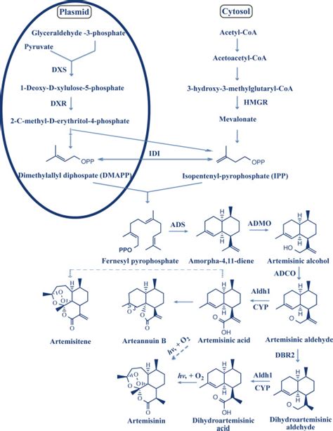 Schematic Of Artemisinin Biosynthetic Pathway Download Scientific