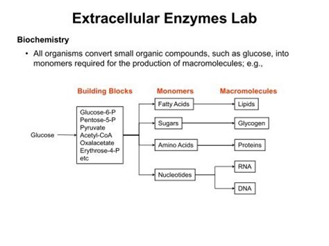 A Bacterium That Produces An Extracellular Enzyme May