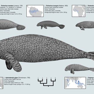 (PDF) Total evidence time-scaled phylogenetic and biogeographic models for the evolution of sea ...