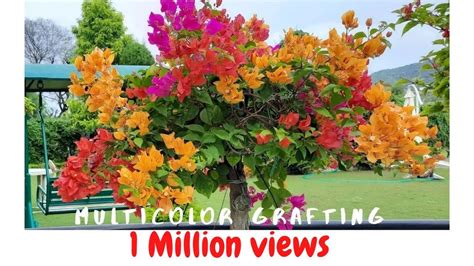 How To Create Multicolor Bougainvillea Youtube