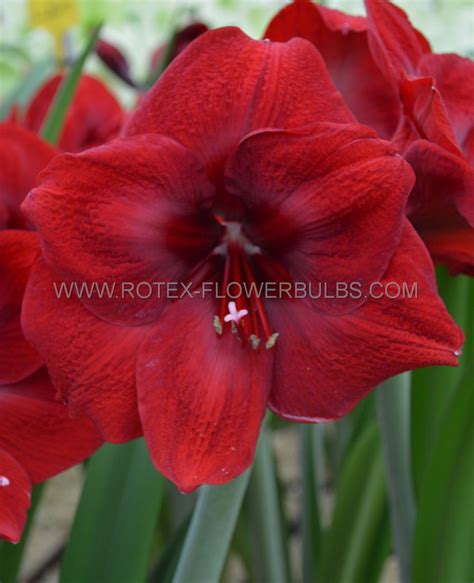 HIPPEASTRUM AMARYLLIS UNIQUE LARGE FLOWERING PREMIERE 34 36 CM 6