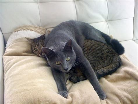 How To Tell The Sex Of A Kitten Tips Tricks The Goody Pet