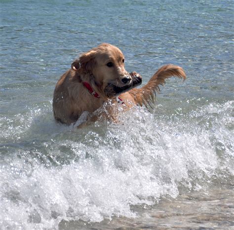 How Do You Keep Your Dog Hydrated