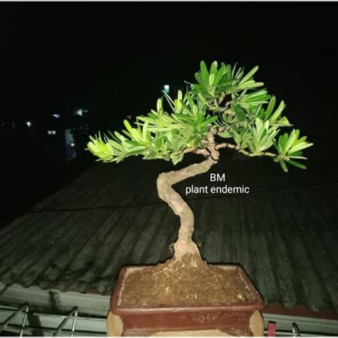 Jual Tanaman Bonsai Louhansung Cincuan Daun Micro Siap Pajang