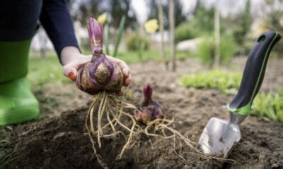 Lilien Schneiden Zeitpunkt Und Anleitung