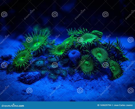 Green Palythoa Soft Coral in a Reef Aquarium Stock Photo - Image of ...