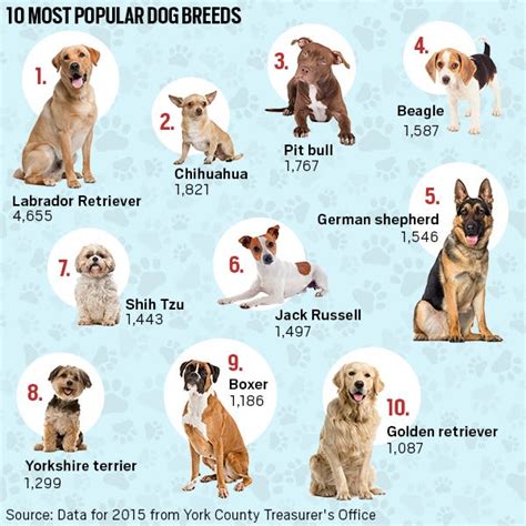 Popular Dog Breeds Dog Breeds Chart Most Popular Dog Breeds Atelier