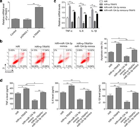 MiR 124 3p Reduced The H R Induced Cell Apoptosis And Inflammatory