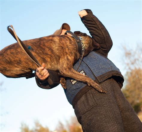 Dog Bite Suit Buyers Guide Ray Allen Manufacturing