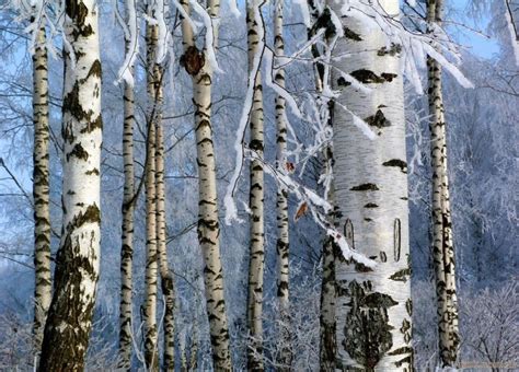 Береза каменная - фото и картинки: 64 штук